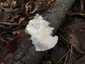 Nyári laskagomba (Pleurotus pulmonarius), Őrség